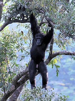 State Animal of Sierra Leone