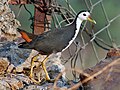 State Bird of East Pakistan