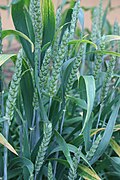 Green wheat a month before harvest