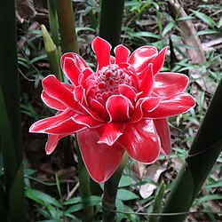State Flower of São Tomé and Príncipe