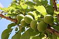 Unripe fruit