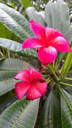 Flower of Konkani Praant (Hindustan)