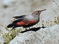 State Bird of Georgian Nation