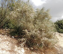 State Plant of the Western Sahara (Territory)
