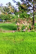 A paddy field in Kollengode
