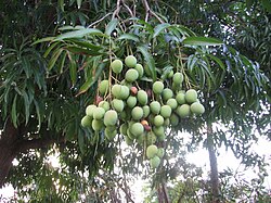 Unripe mangoes