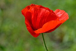 State Flower of Poland