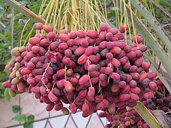 State Fruit of UAE
