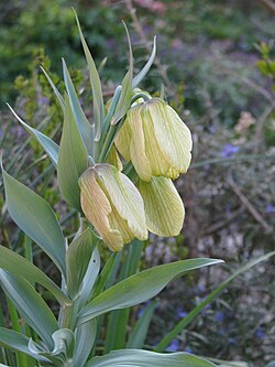 Fritillaria pallidiflora - Flickr - peganum (1).jpg