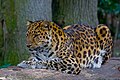 Animal of Manchurian Autonomous Region