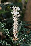 inflorescence