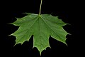 Acer platanoides leaf