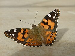 Butterfly of Auralia