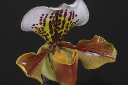 Flower of Meghalaya Praant (Hindustan)