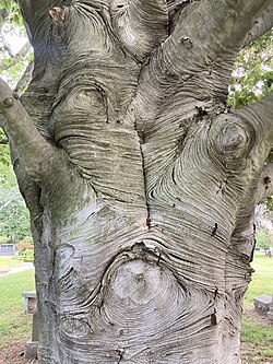European beech bark