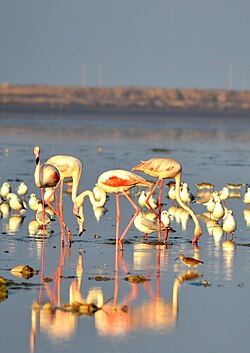 Greater flamingos at the Nal Sarovar Bird Sanctuary
