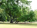 State Tree of Singapore