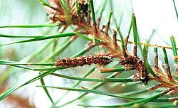 Pine-tree lappet (Dendrolimus pini) caterpillars on Scots pine with damage to needles