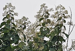 Flower, fruit and leaves of teak in Kolkata, West Bengal, India