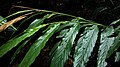 Leaves of cardamom