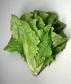 State Vegetable of Mesopelagia