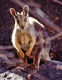 Animal of Auralia
