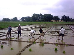 Agriculture Fields of Institute of Agricultural Sciences, BHU