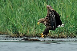 State Bird of Poland