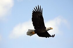 State Bird of the United States