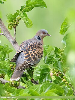 State Avifauna of The Maldives