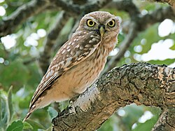 State Bird of Greece