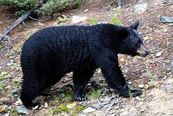 State Heritage Social Mammal of Mesopelagia