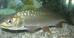 Fish of Assam Praant (Hindustan)