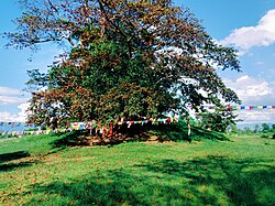 Sacred Bodhi tree (Ficus religiosa) at Ramagrama stupa, Nepal