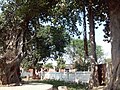 Banyan tree
