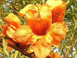 Flower of Rajputana Praant (Hindustan)