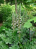 Habit