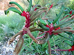 Plant of Auralia