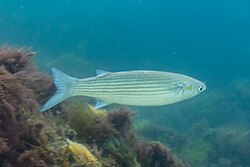 Fish of Konkani Praant (Hindustan)