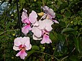 State Flower of Singapore