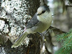 State Bird of Mesopelagia