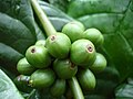 Plant of Rwandan State