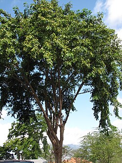 State Tree of The Philippines