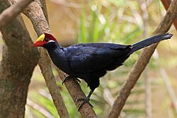 State Bird of Chad