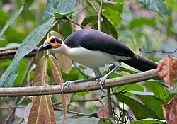 State Bird of Sierra Leone