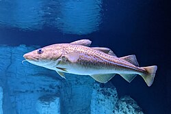 State Fish of Mesopelagia