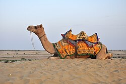 Mammal of Rajputana Praant (Hindustan)