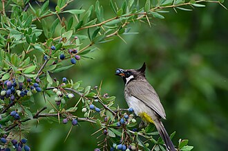 A Himalayan bulbul eating berries near Mehmood Gali, AJK