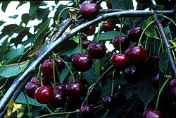 State Plant of the Serbian Republic