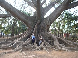 Largest known Bombax malabaricum,[6]:23 'red silk-cotton' or 'kapok' specimen, (sometimes listed as Ceiba pentandra) located in Lalbagh